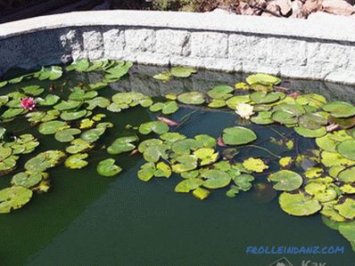 Pond fai da te - come fare uno stagno nel sito (+ foto)